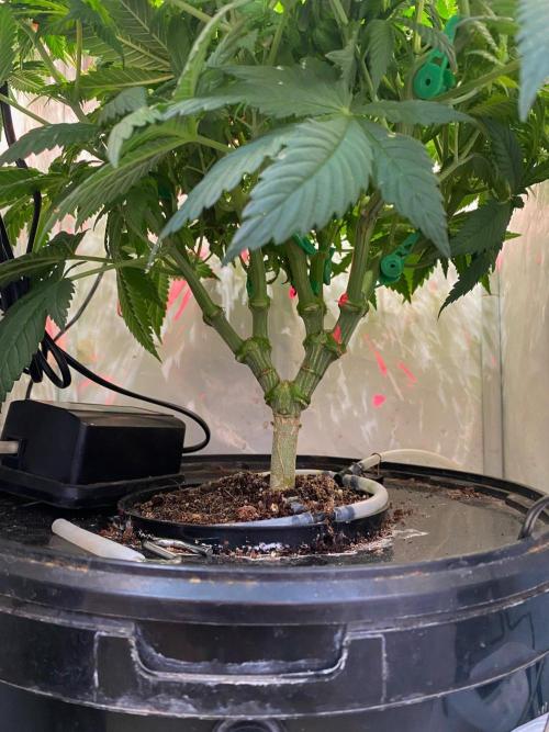 IZI Sour Blues Test seeds. Week 9 - IZI Hydro