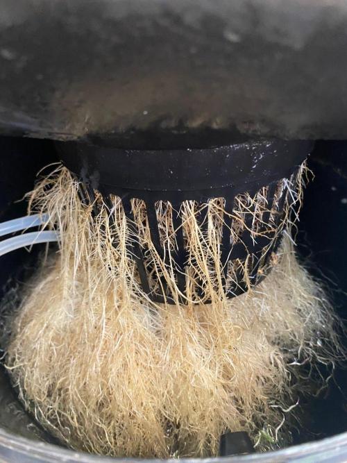 IZI Sour Blues Test seeds. Week 9 - IZI Hydro