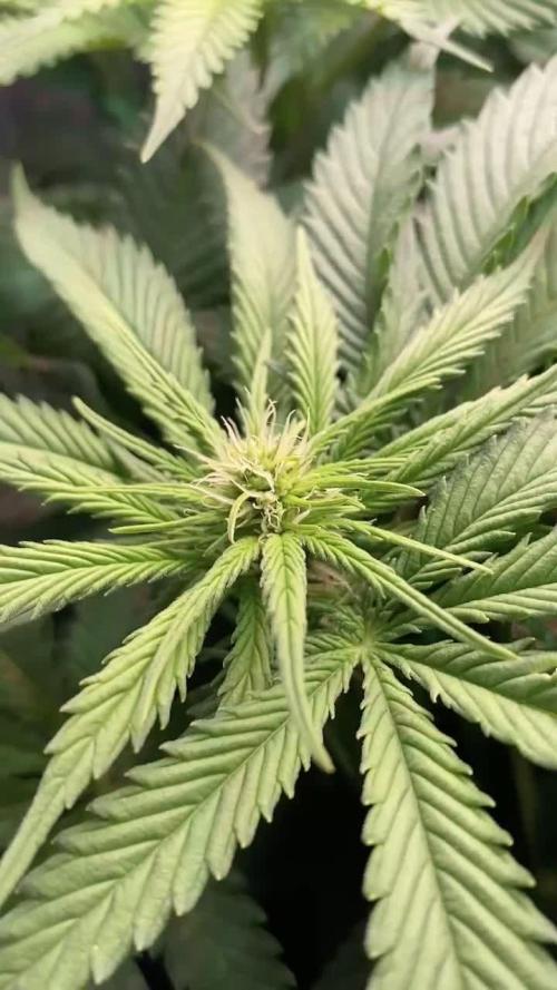 IZI Sour Blues Test seeds