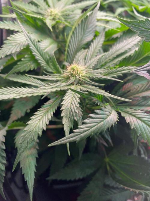 IZI Sour Blues Test seeds. Week 10