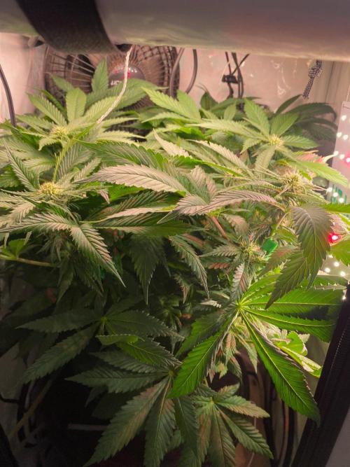IZI Sour Blues Test seeds. Week 10