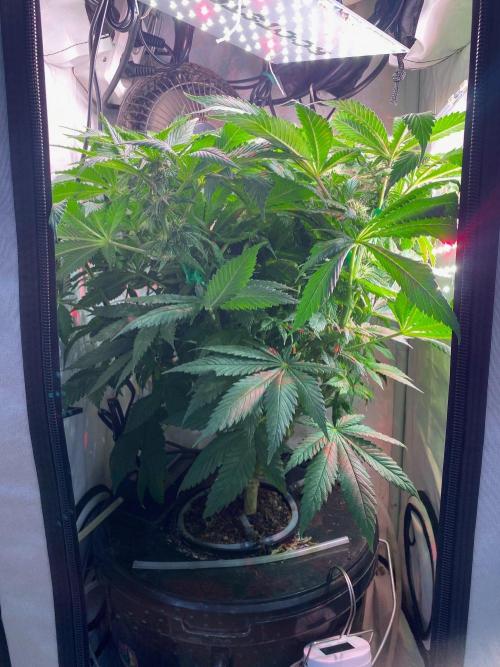 IZI Sour Blues Test seeds. Week 10