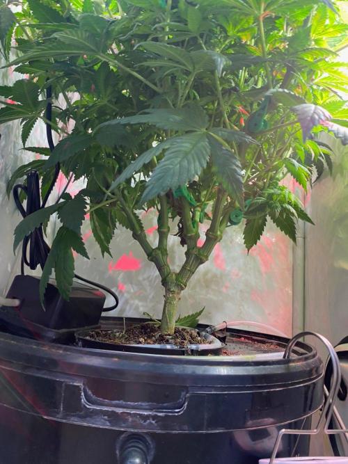 IZI Sour Blues Test seeds. Week 10