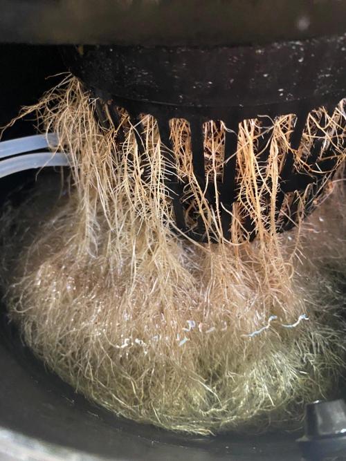 IZI Sour Blues Test seeds. Week 10