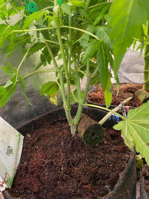 IZI Sour Blues Test seeds. Week 10