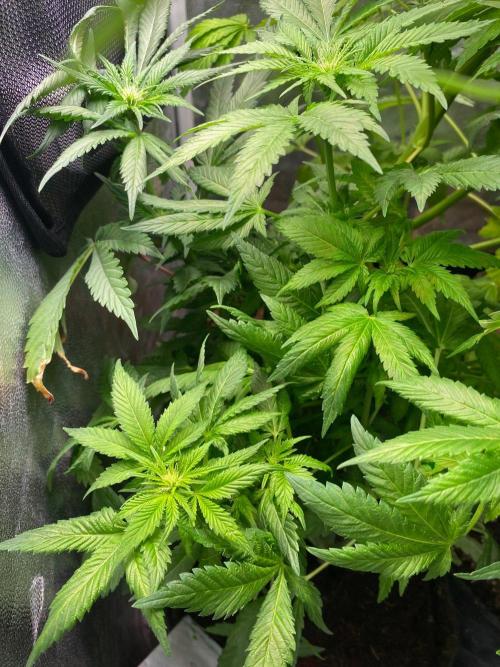 IZI Sour Blues Test seeds. Week 10