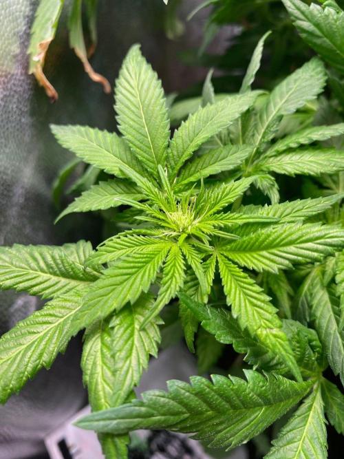 IZI Sour Blues Test seeds. Week 10