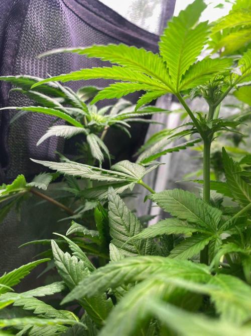 IZI Sour Blues Test seeds. Week 10