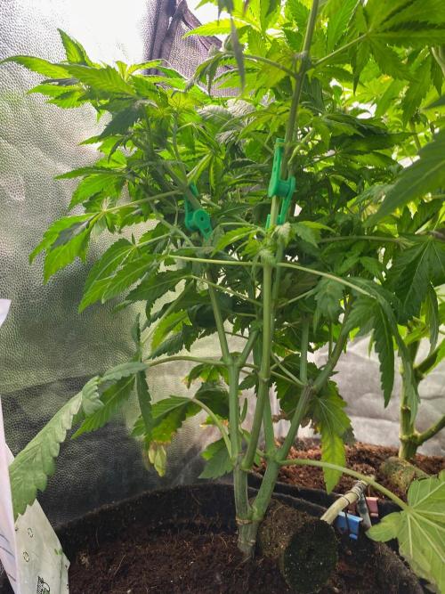Sour Bluez genetics. Week 10