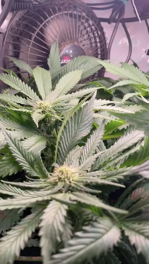 IZI Sour Blues Test seeds