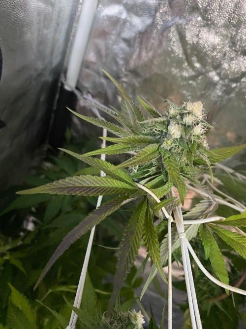 Coco-Mambo42 HUGE. Week 10