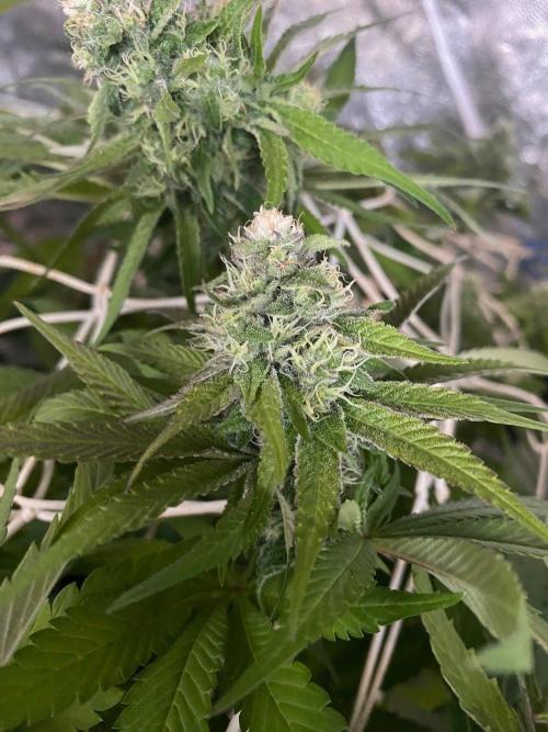 Coco-Mambo42 HUGE. Week 10