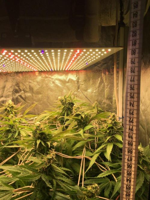 Coco-Mambo42 HUGE. Week 10