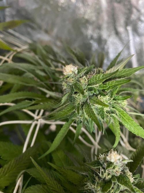 Coco-Mambo42 HUGE. Week 10