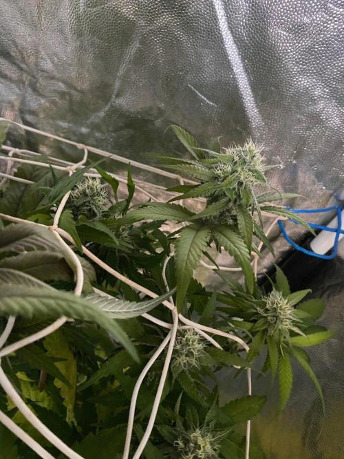 Coco-Mambo42 HUGE. Week 10