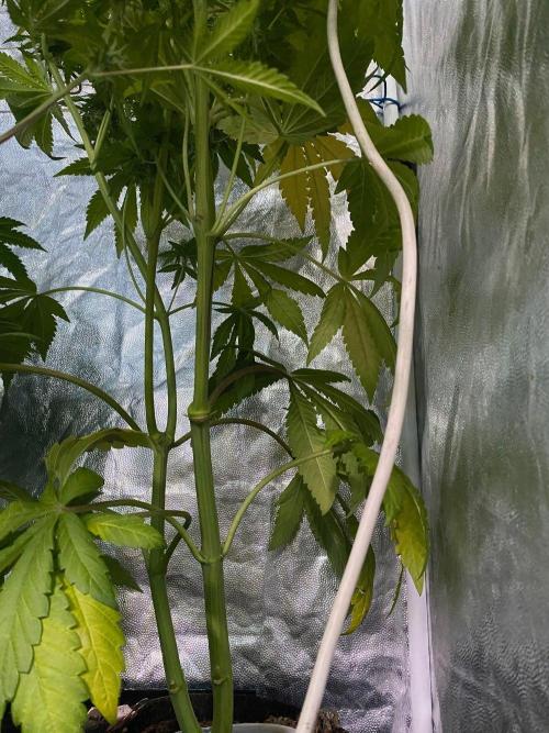 Coco-Mambo42 HUGE. Week 10