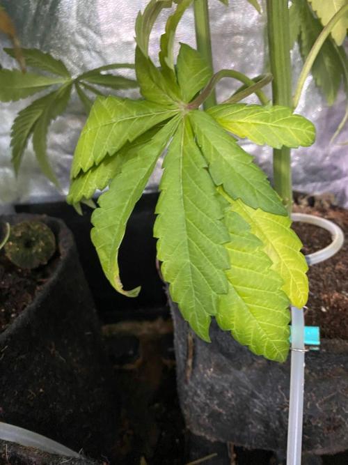 Coco-Mambo42 HUGE. Week 10