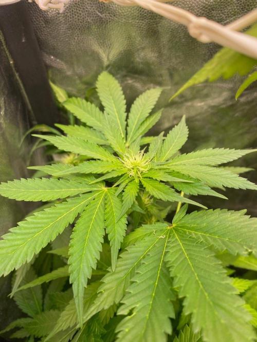 IZI Sour Blues Test seeds. Week 11 - IZI Coco