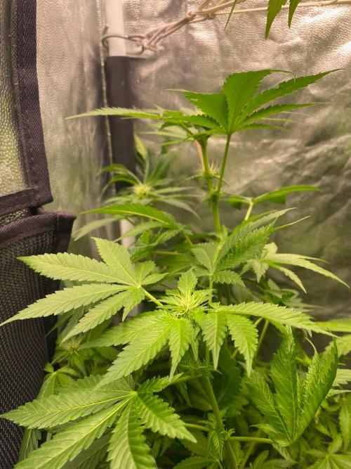 IZI Sour Blues Test seeds. Week 11 - IZI Coco 