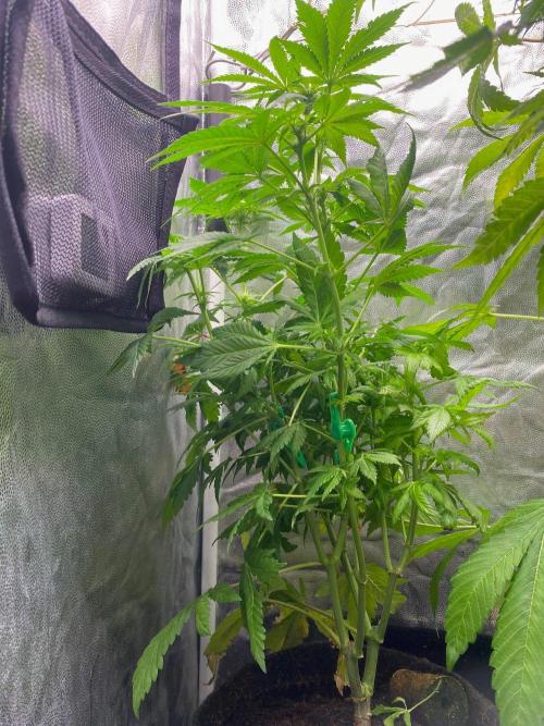 IZI Sour Blues Test seeds. Week 11 - IZI Coco