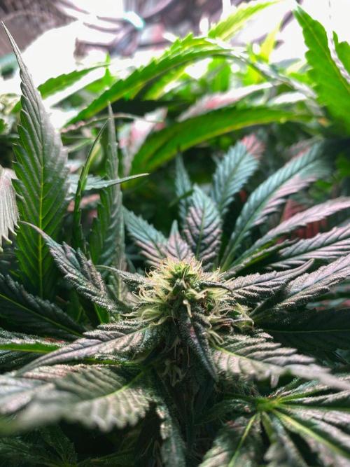 IZI Sour Blues Test seeds. Week 11 - IZI SourBlues DWC