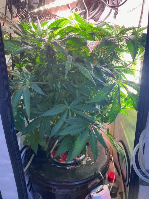 IZI Sour Blues Test seeds. Week 11 - IZI SourBlues DWC