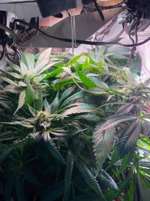IZI Sour Blues Test seeds. Week 11 - IZI SourBlues DWC