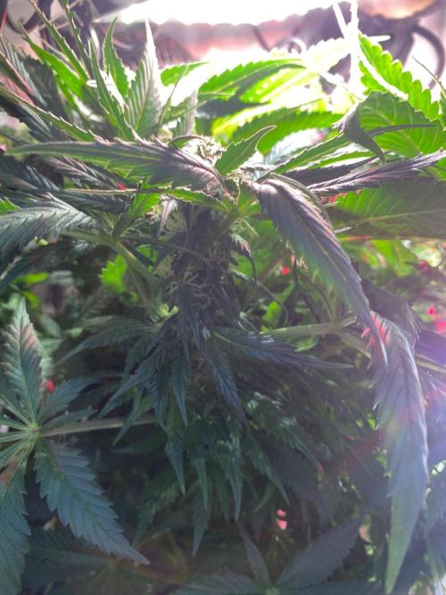 IZI Sour Blues Test seeds. Week 11 - IZI SourBlues DWC