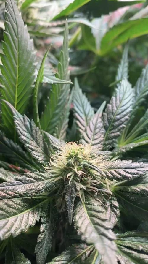 IZI Sour Blues Test seeds