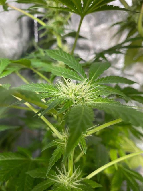 IZI Sour Blues Test seeds. Week 12