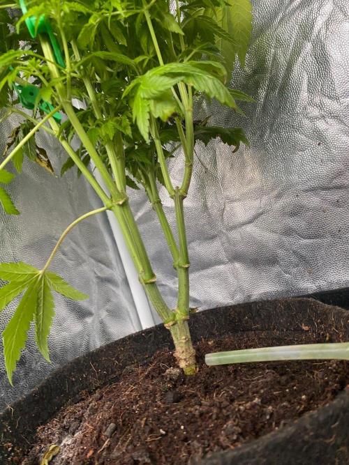 Sour Bluez genetics. Week 12