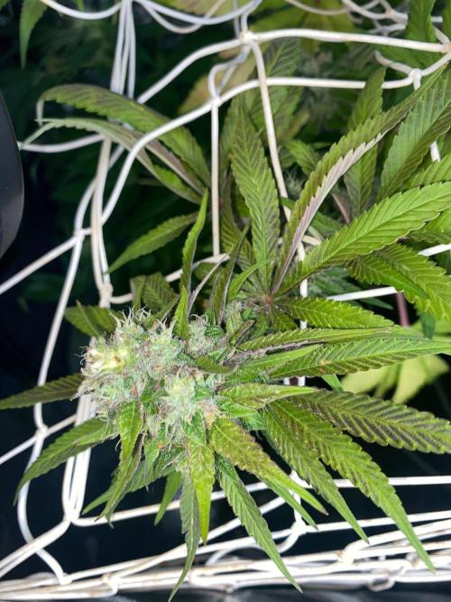 Coco-Mambo42 HUGE. Week 11