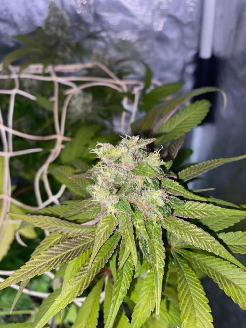 Coco-Mambo42 HUGE. Week 11