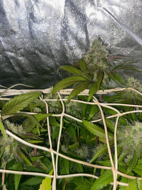 Coco-Mambo42 HUGE. Week 11