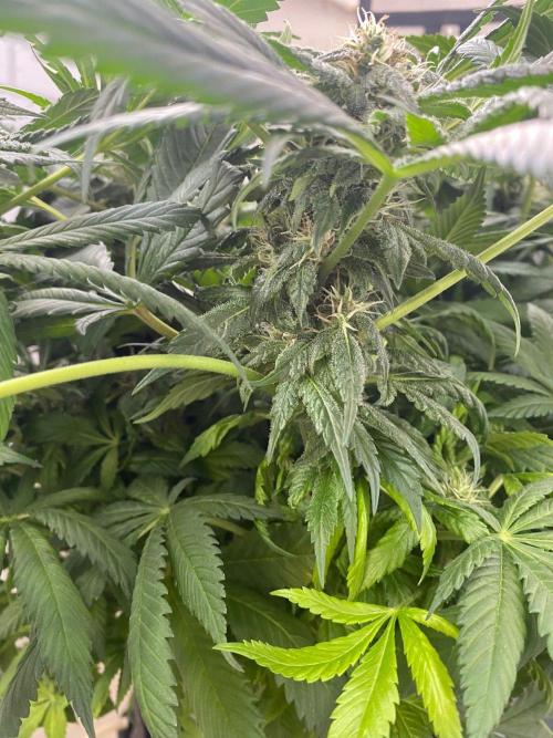 Coco-Mambo42 HUGE. Week 11