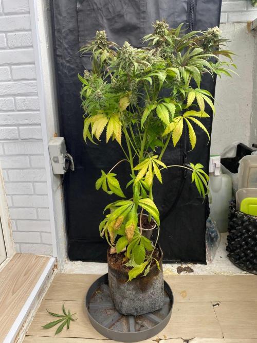 Coco-Mambo42 HUGE. Week 12