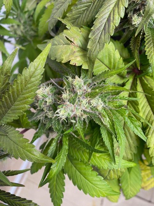 Coco-Mambo42 HUGE. Week 12