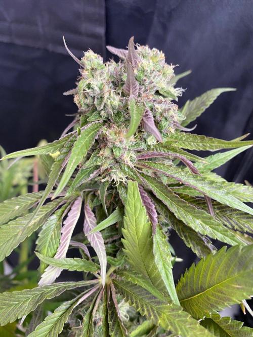 Coco-Mambo42 HUGE. Week 12