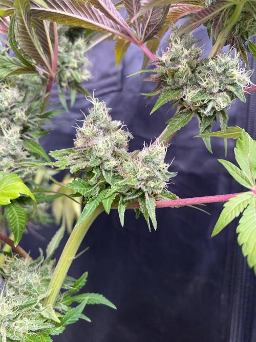 Coco-Mambo42 HUGE. Week 12