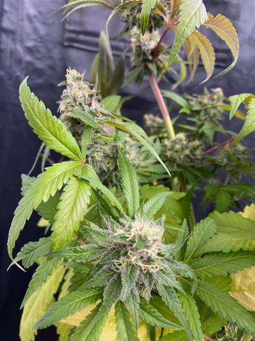 Coco-Mambo42 HUGE. Week 12