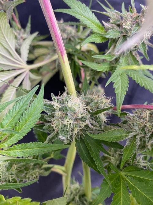 Coco-Mambo42 HUGE. Week 12