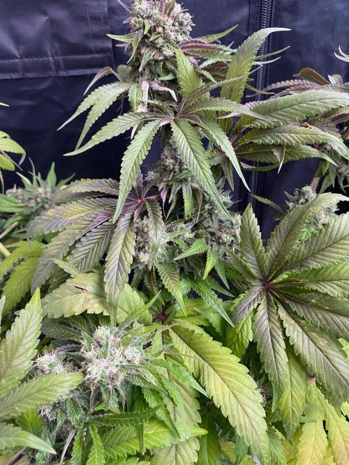 Coco-Mambo42 HUGE. Week 12