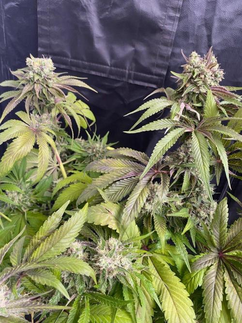 Coco-Mambo42 HUGE. Week 12