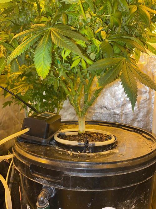 IZI Sour Blues Test seeds. Week 15