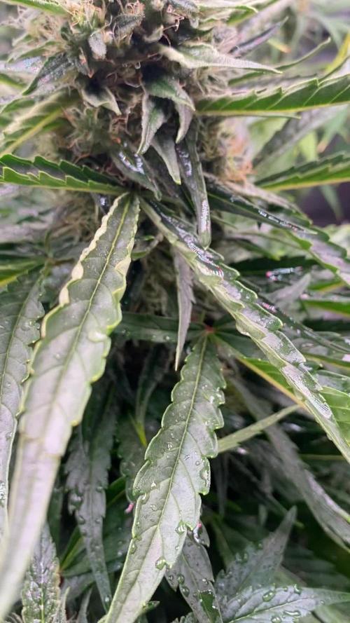 WestCoastOG auto indoor LED 240 W