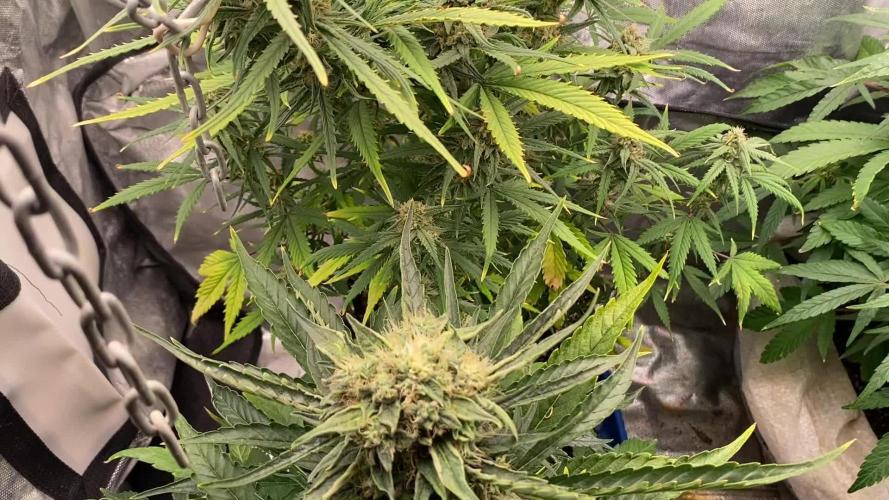 WestCoastOG auto indoor LED 240 W