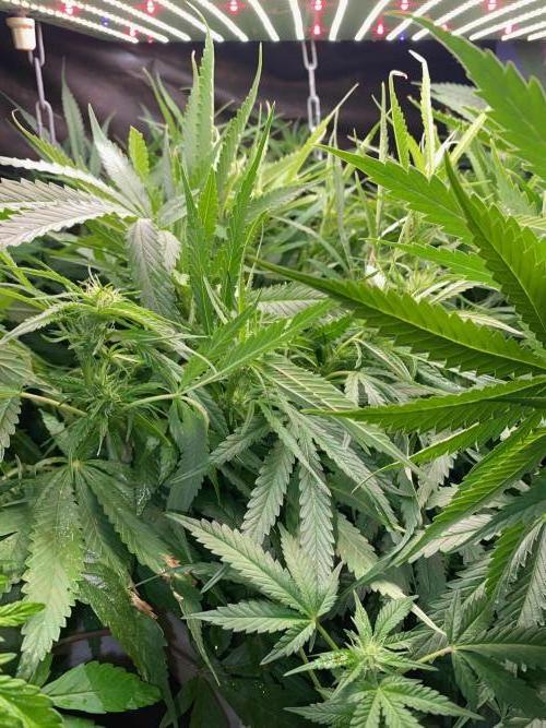 Durban Poizon Indoor. Week 11