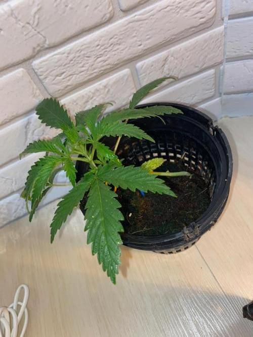 Durban Poizon Indoor. Week 4