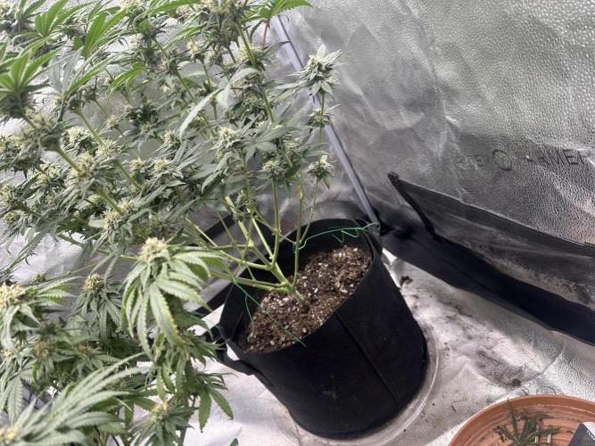 Stinky farms run2. Week 10 - Ag