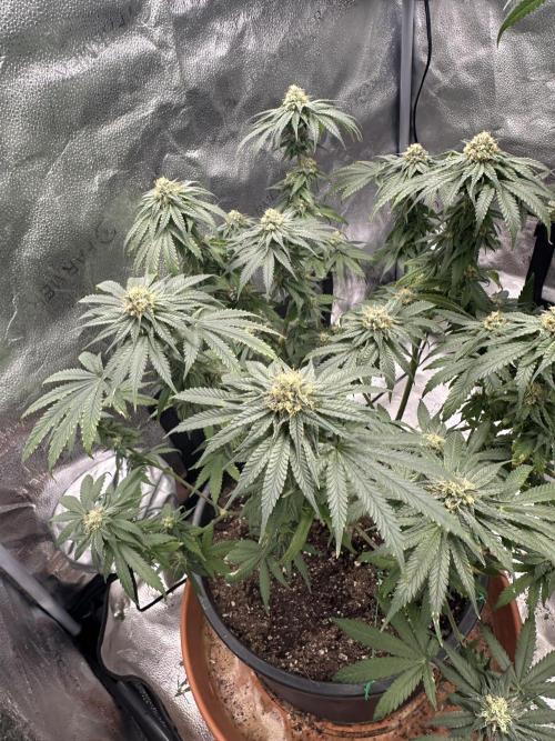 Stinky farms run2. Week 10 - Mf